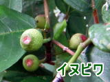 Ckr