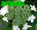 OƂ